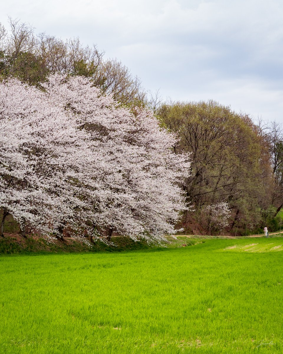 벚꽃과 청보리밭이 펼쳐진 야외카페☕️